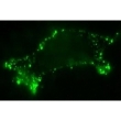 Extracellular Immunofluorescence Labeling (Staining) Kit (EIF-1)